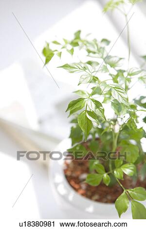 Potted plant in sunlight View Large Photo Image Stock Image - Potted plant in sunlight. Fotosearch
