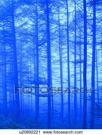 Stock Image - Rain and fog in forest. Fotosearch