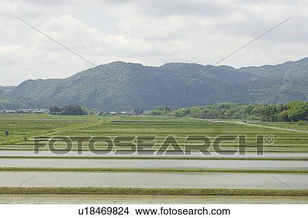 Picture - Rice paddy landscape. Fotosearch