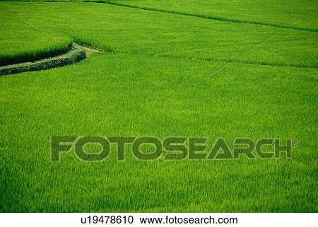 Stock Image - Rice paddy. Fotosearch