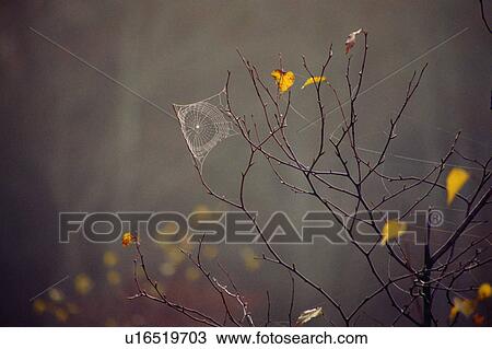 Spiderweb on a dead tree View Large Photo Image Stock Image - Spiderweb on a dead tree. Fotosearch