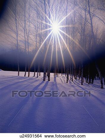 Picture - Sun shining through trees. Fotosearch