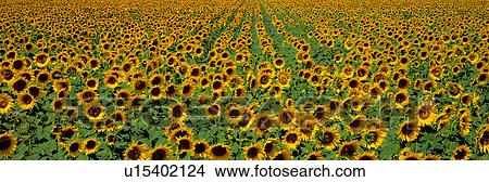 Picture - Sunflower field. Fotosearch