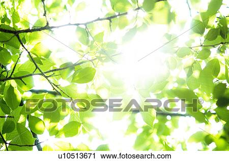 Stock Image - Sunlight shining through green branches. Fotosearch