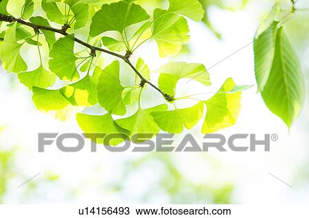 Stock Image - Sunlight shining through green branches of a ginkgo tree. Fotosearch