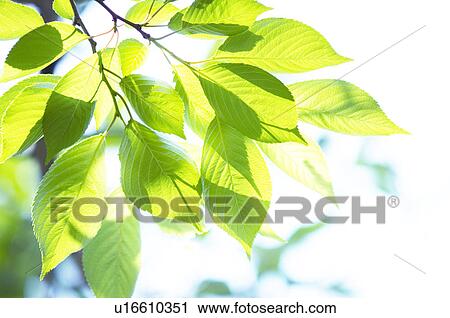 Stock Image - Sunlight shining through green branches. Fotosearch