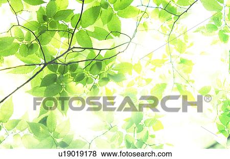 Stock Photo - Sunlight shining through green branches. Fotosearch