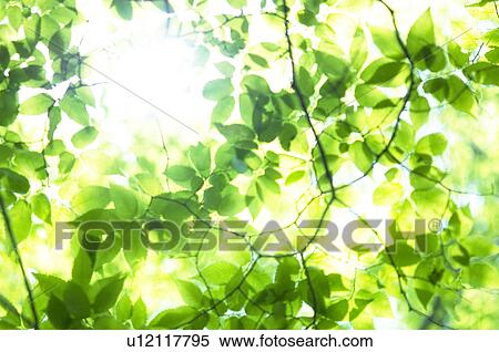 Sunlight shining through green branches View Large Photo Image Stock Photography - Sunlight shining through green branches. Fotosearch