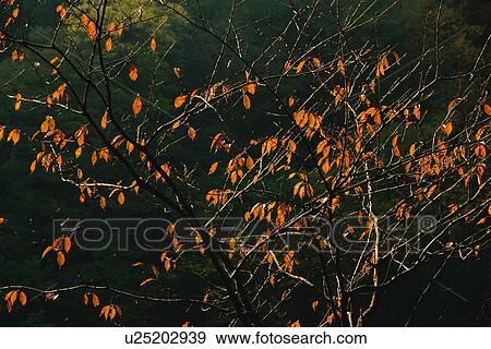 Stock Photo - Tree losing all its leaves. Fotosearch