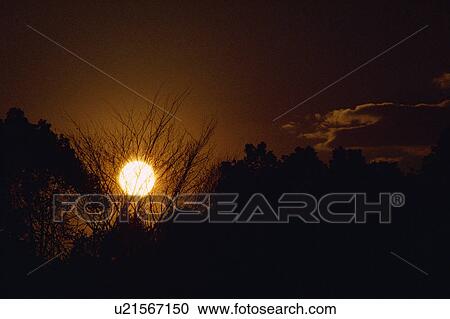 Stock Image - Tree silhouettes in sunset. Fotosearch