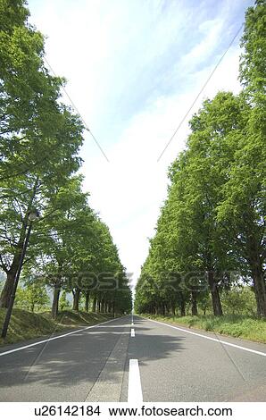 Treelined country road View Large Photo Image Picture - Treelined country road. Fotosearch