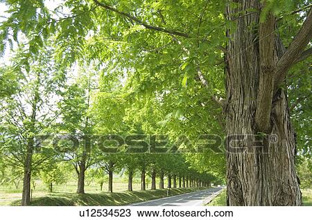Treelined country road View Large Photo Image Stock Image - Treelined country road. Fotosearch