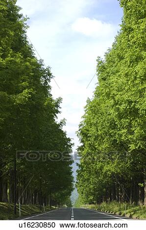 Treelined country road View Large Photo Image Stock Image - Treelined country road. Fotosearch