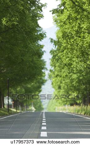 Stock Image - Treelined country road. Fotosearch