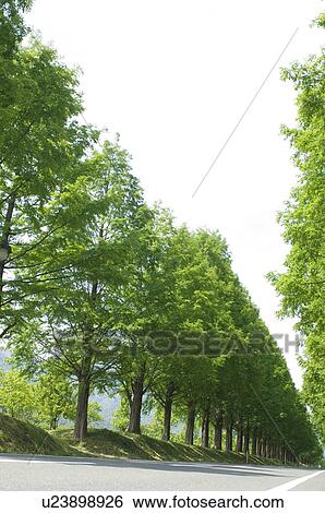 Stock Photograph - Treelined country road. Fotosearch