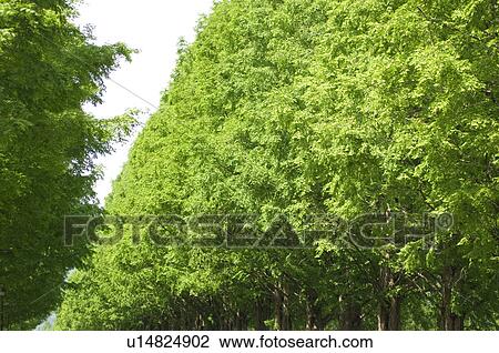 Stock Image - Treelined path. Fotosearch
