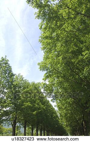 Treelined path View Large Photo Image Stock Image - Treelined path. Fotosearch