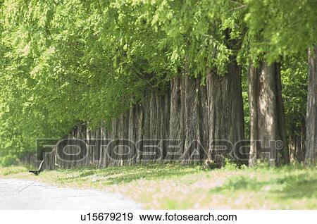 Treelined path View Large Photo Image Stock Photo - Treelined path. Fotosearch