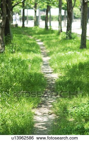 Treelined path View Large Photo Image Stock Photograph - Treelined path. Fotosearch