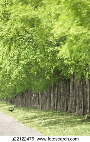 Stock Photograph - Treelined path. Fotosearch