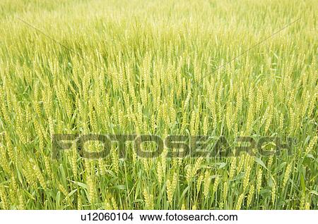 Wheat field View Large Photo Image Picture - Wheat field. Fotosearch