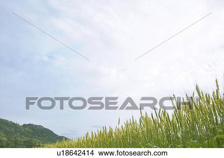 Wheat field View Large Photo Image Picture - Wheat field. Fotosearch