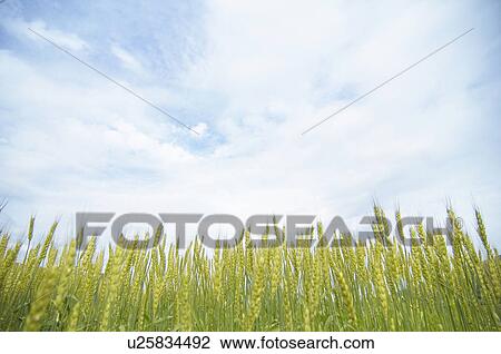 Wheat field View Large Photo Image Stock Image - Wheat field. Fotosearch