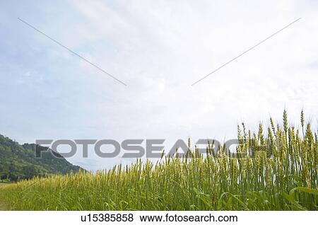 Stock Photo - Wheat field. Fotosearch