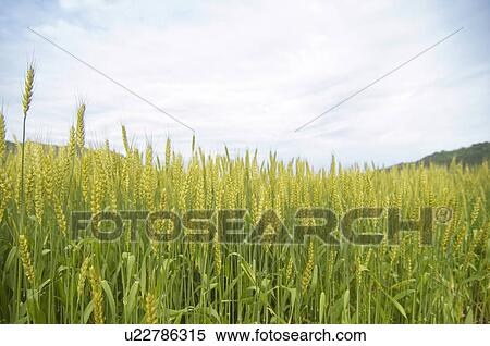Stock Photography - Wheat field. Fotosearch