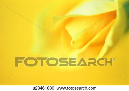 Stock Photograph - Yellow tulip. Fotosearch