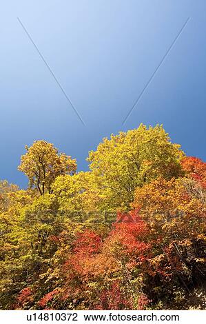 Autumn trees under a clear blue sky View Large Photo Image Stock Image - Autumn trees under a clear blue sky. Fotosearch