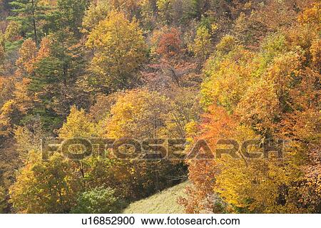 Autumnal forest scene View Large Photo Image Stock Image - Autumnal forest scene. Fotosearch