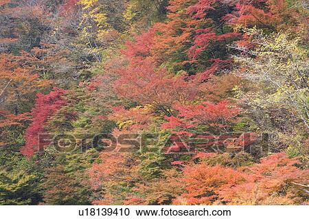 Stock Image - Autumnal forest scene. Fotosearch