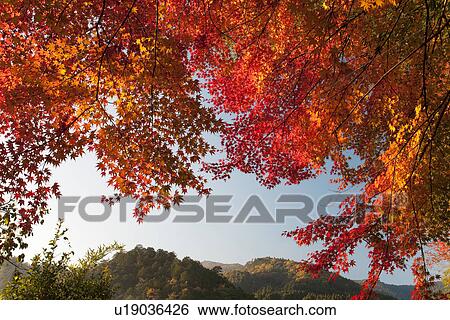 Stock Photograph - Autumnal leaves and a mountain range. Fotosearch