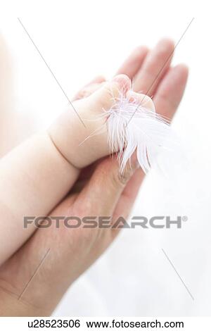 Stock Photograph - Baby and adult's hands holding feather. Fotosearch