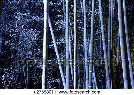 Stock Image - Bamboo forest. Fotosearch