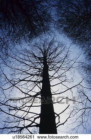 Stock Image - Bare trees and blue sky. Fotosearch