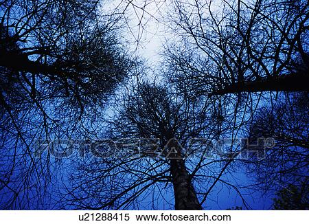 Stock Photography - Bare trees and blue sky. Fotosearch