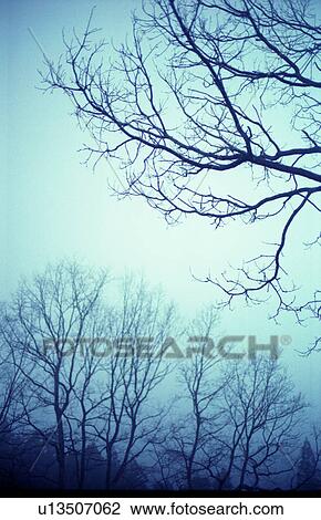 Stock Image - Bare trees and grey sky. Fotosearch