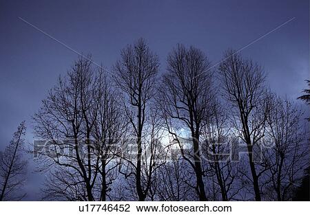 Stock Image - Bare trees and grey sky. Fotosearch