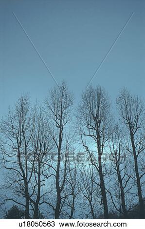 Bare trees and grey sky View Large Photo Image Stock Image - Bare trees and grey sky. Fotosearch