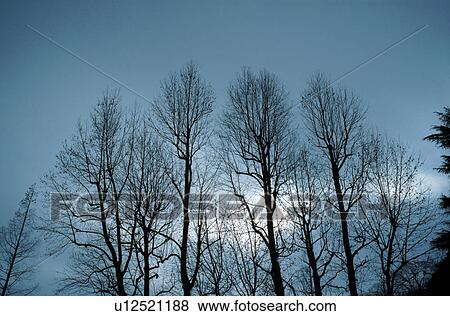 Stock Photo - Bare trees and grey sky. Fotosearch