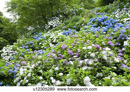Blue and purple hydrangea bushes View Large Photo Image Stock Photo - Blue and purple hydrangea bushes. Fotosearch