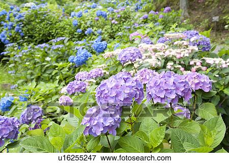 Stock Photo - Blue and purple hydrangea bushes. Fotosearch