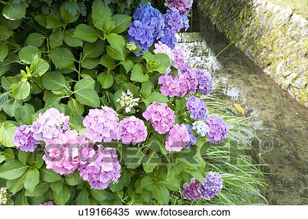 Blue and purple hydrangea bushes View Large Photo Image Stock Photography - Blue and purple hydrangea bushes. Fotosearch
