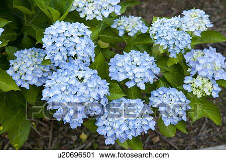 Blue hydrangea bushes View Large Photo Image Stock Image - Blue hydrangea bushes. Fotosearch
