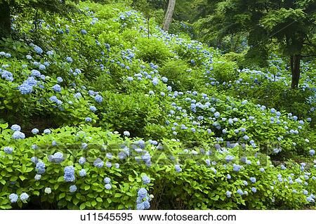 Blue hydrangea bushes View Large Photo Image Stock Photography - Blue hydrangea bushes. Fotosearch