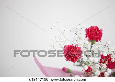 Stock Photograph - Bouquet of carnations and baby's breath. Fotosearch