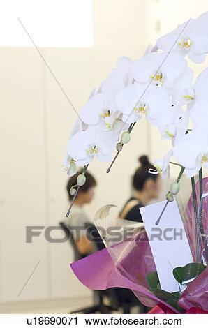 Stock Image - Bouquet of moth orchids, with people working in the background. Fotosearch