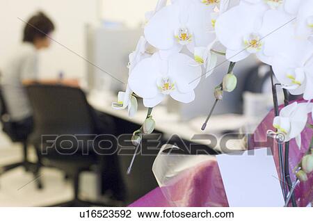 Stock Image - Bouquet of moth orchids, with someone working in the background. Fotosearch